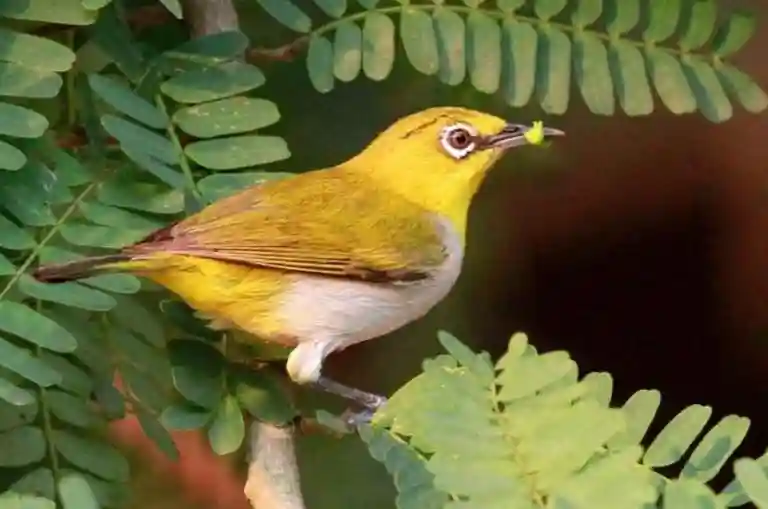 birding tour package from magical isle holidays, a travel agency based in new south wales australia with hassle free booking