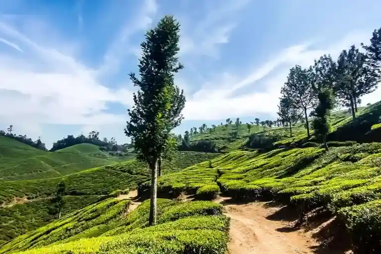 luxury tea trail tour package from magical isle holidays, a travel agency based in new south wales australia with hassle free booking