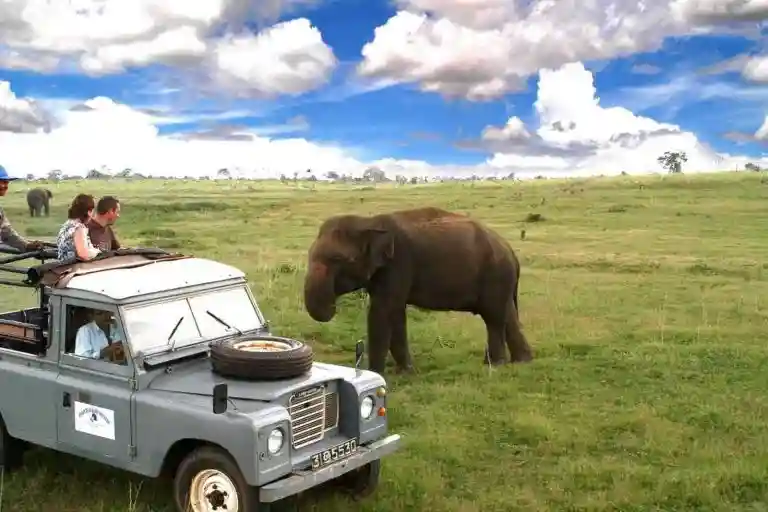 going on safari through budget tour package from magical isle holidays, a travel agency based in new south wales australia with hassle free booking